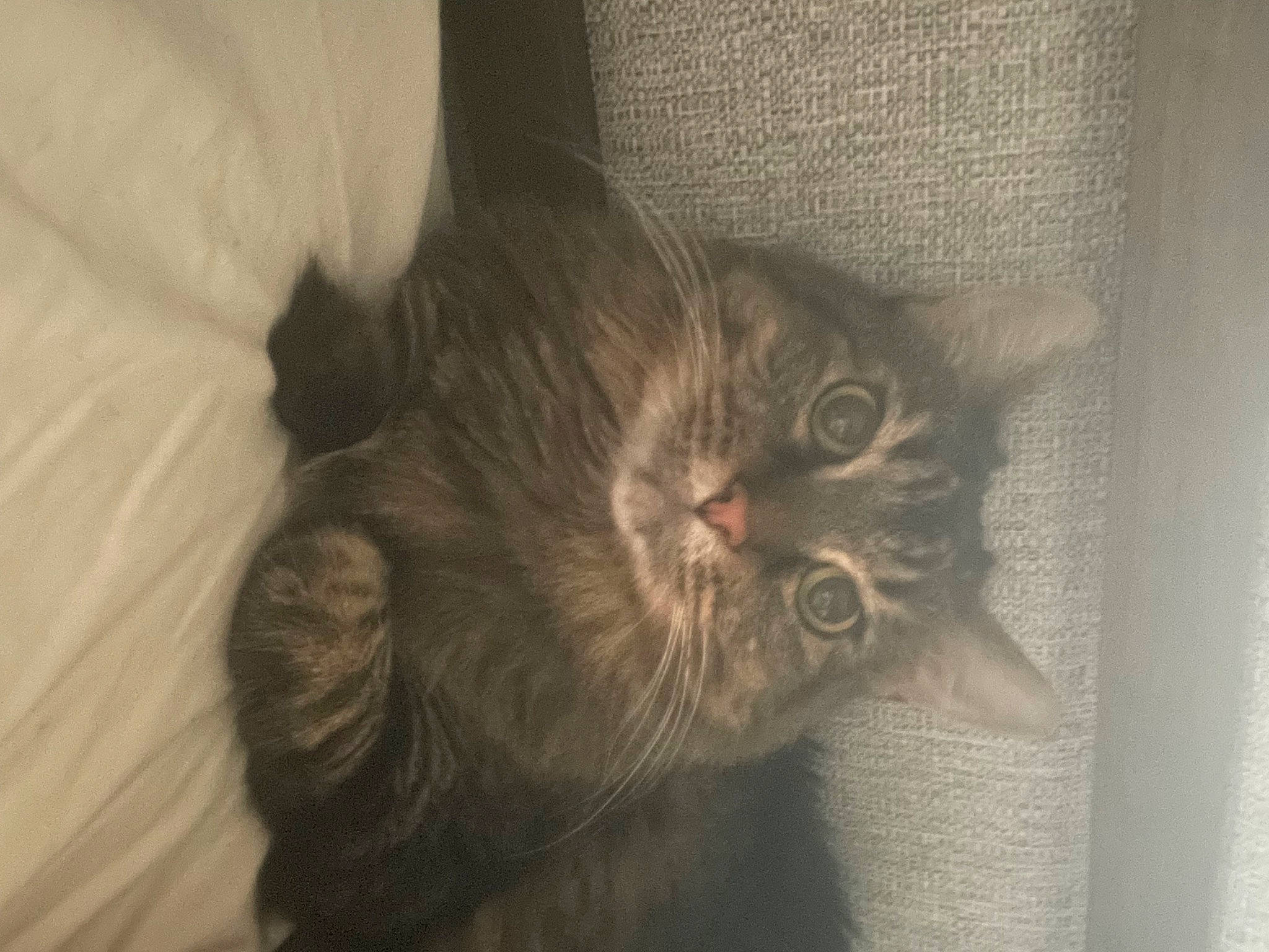 Bella is registered to the contest to win money with this photo: carnivore, cat, comfort, darkness, domestic_short_haired_cat, eye, felidae, fur, grey, small_to_medium_sized_cats, tail, terrestrial_animal, whiskers, wood