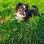 puppy, dog, grass, outdoor, nature, animal, pet, cute, tricolor, blue_eye, sunlight, playful, young, canine, field, greenery, fur, ears, tail, lying_down