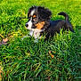 Mirka a rejoint le concours — aidez-le/la à gagner de superbes lots ! puppy, dog, grass, outdoor, greenery, nature, animal, pet, fur, tricolor, young, curious, sunlight, daytime, field, cute, mammal, playful, canine, adorable