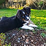 puppy, dog, tricolor, blue_eye, brown_eye, grass, rocks, earth, garden, outdoor, sunlight, curious, pet, animal, nature, young_dog, playful, fur, canine, laying_down