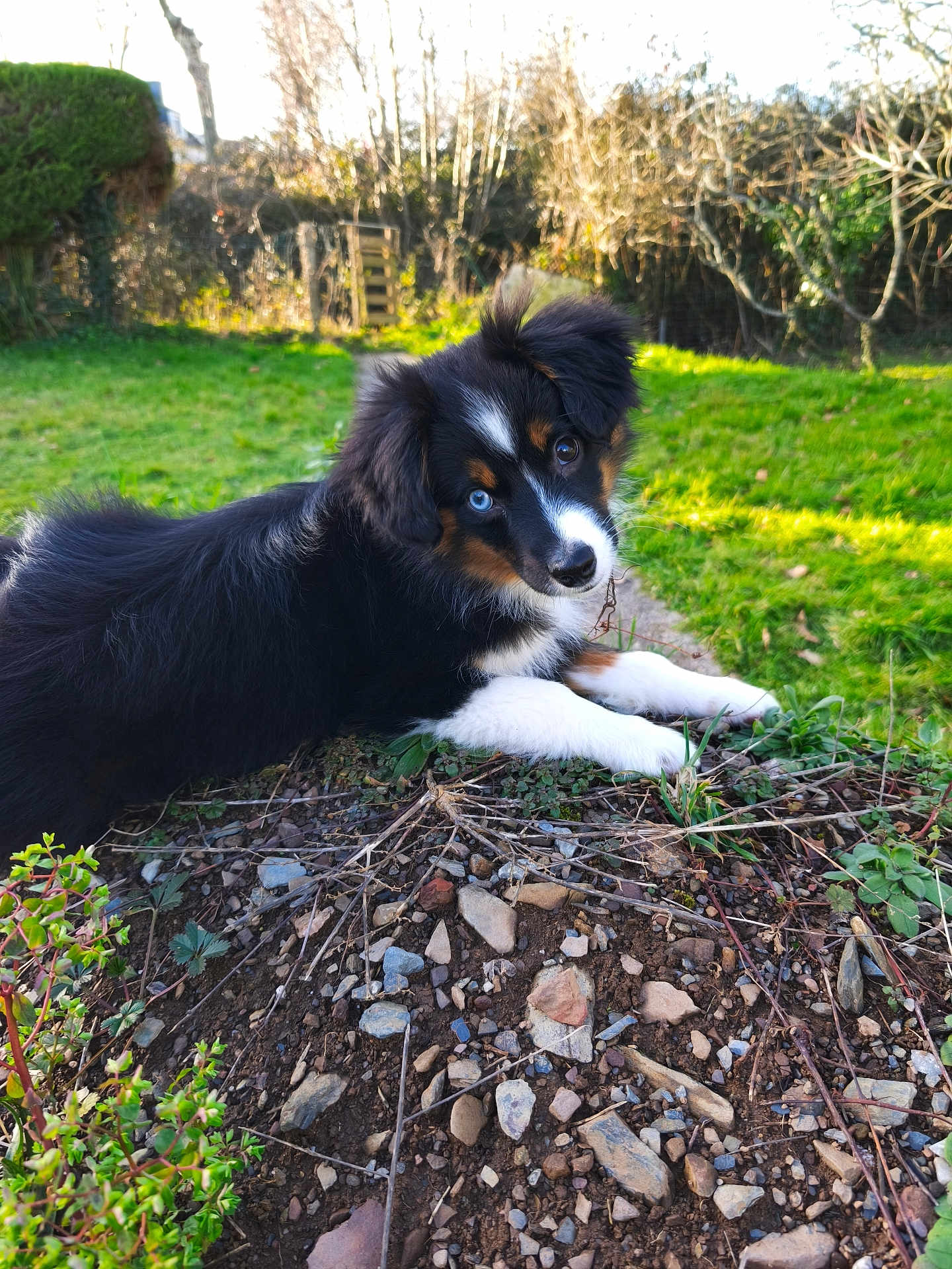Mirka participe au concours pour gagner de l'argent avec cette photo : puppy, dog, tricolor, blue_eye, brown_eye, grass, rocks, earth, garden, outdoor, sunlight, curious, pet, animal, nature, young_dog, playful, fur, canine, laying_down