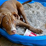 Odin is registered to the contest to win money with this photo: dog, brown_dog, blue_bed, blanket, wooden_floor, pet, paw, container, indoor, resting, looking_up, fur, animal, snout, ears, cute, domestic_animal, relaxed, companion, home