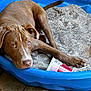 dog, brown_dog, blue_bed, blanket, wooden_floor, pet, paw, container, indoor, resting, looking_up, fur, animal, snout, ears, cute, domestic_animal, relaxed, companion, home