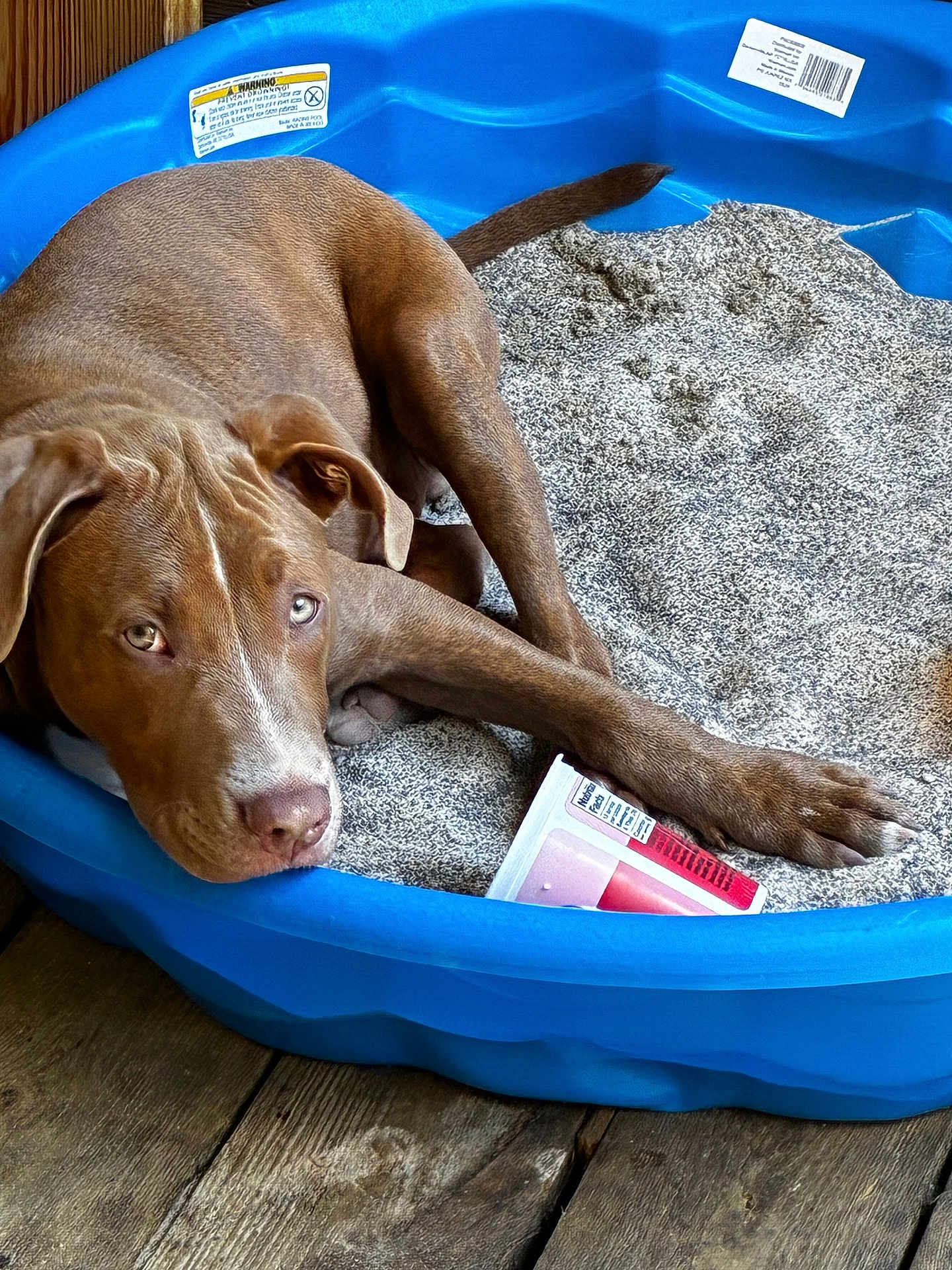Odin is registered to the contest to win money with this photo: dog, brown_dog, blue_bed, blanket, wooden_floor, pet, paw, container, indoor, resting, looking_up, fur, animal, snout, ears, cute, domestic_animal, relaxed, companion, home