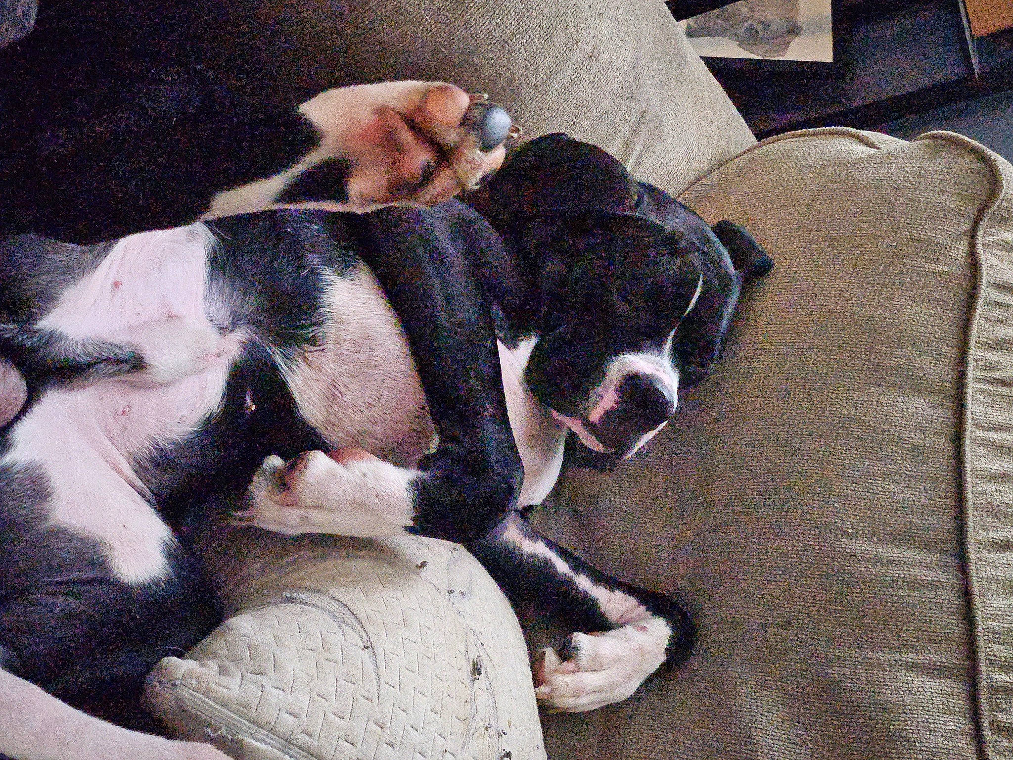 Odin is registered to the contest to win money with this photo: bored, boston_terrier, canidae, carnivore, comfort, companion_dog, dog, dog_breed, fawn, fur, nap, non_sporting_group, paw, puppy, puppy_love, sleep, sporting_group, terrestrial_animal, whiskers, working_animal