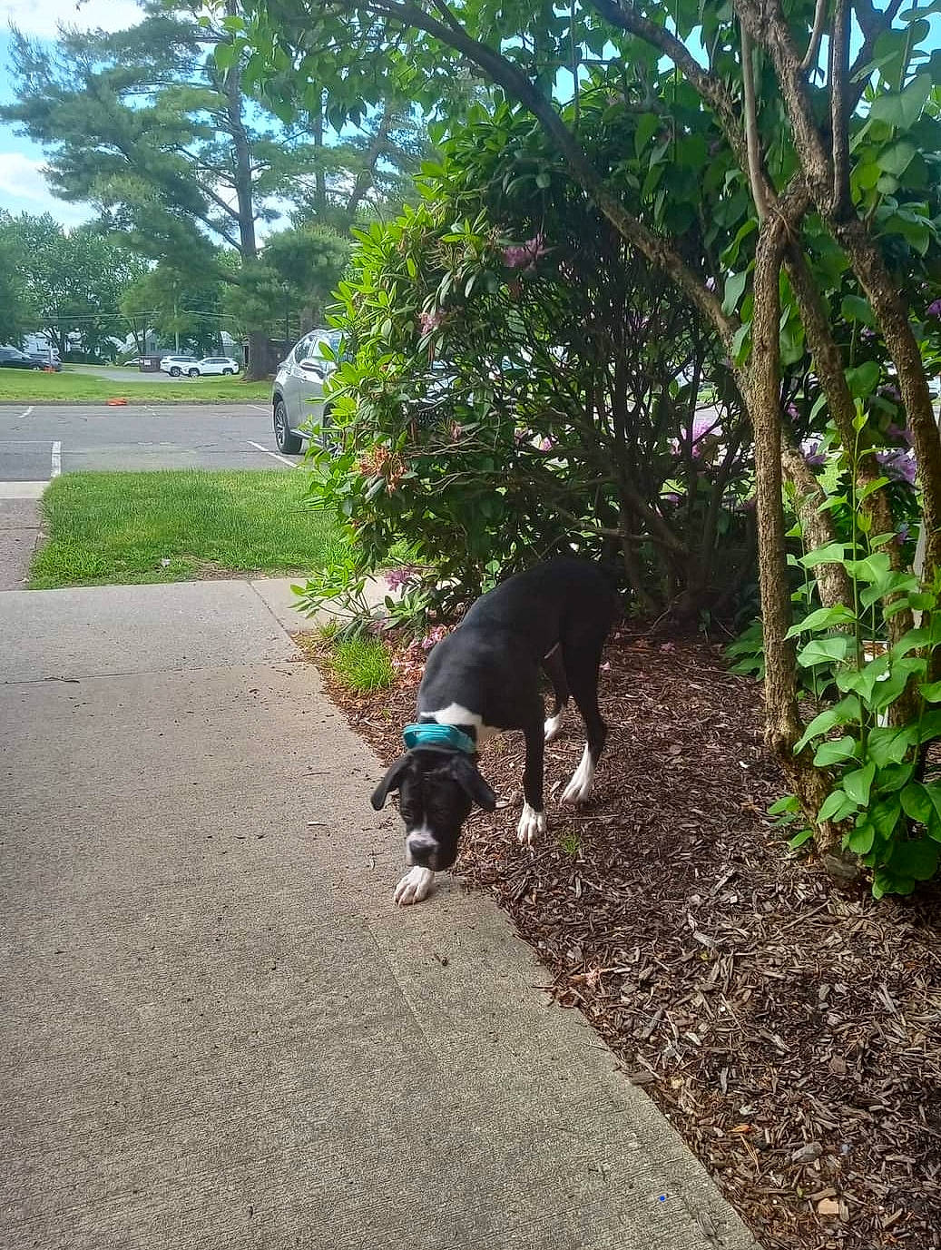 Odin joined the competition — help win amazing prizes! asphalt, carnivore, companion_dog, dog, dog_breed, grass, groundcover, plant, road, road_surface, shade, shrub, sidewalk, sky, sporting_group, tail, tar, tints_and_shades, tree, working_animal