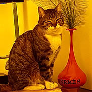 Hermes participe au concours pour gagner de l'argent avec cette photo : cat, tabby_cat, pet, vase, hermes, indoor, plant, ornamental_grass, tabletop, wood_surface, paws, whiskers, sitting, portrait, striped_fur, cozy, yellow_lighting, warm_tone, lamp, home_decor