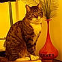 cat, tabby_cat, pet, vase, hermes, indoor, plant, ornamental_grass, tabletop, wood_surface, paws, whiskers, sitting, portrait, striped_fur, cozy, yellow_lighting, warm_tone, lamp, home_decor