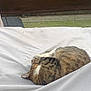cat, tabby, sleeping_cat, curled_up, nap, white_sheet, blanket, outdoor, patio, fence, tiles, fur, ear, cozy, domestic_cat, pet, resting, relaxed, side_view, daytime