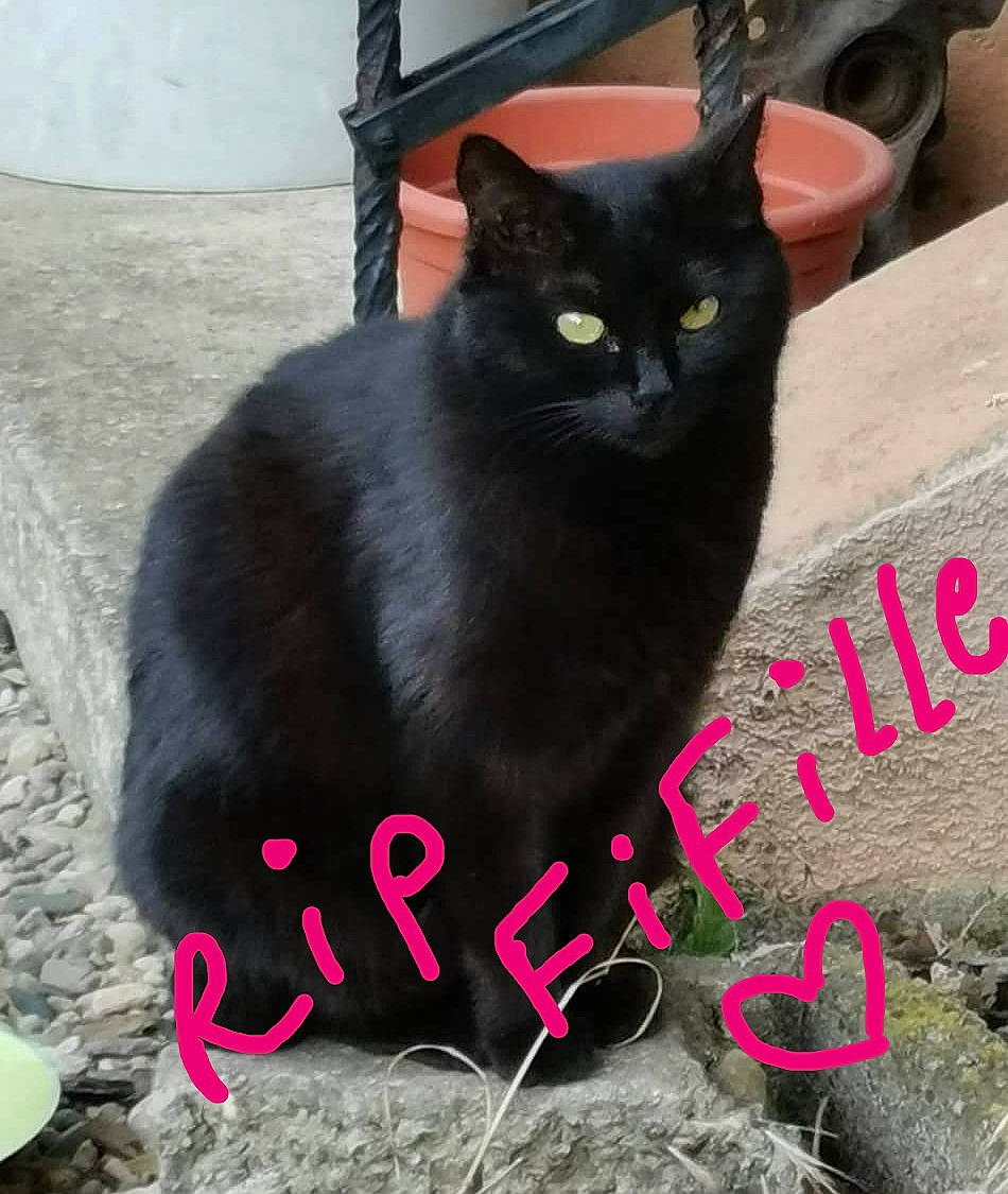 Fifille a rejoint le concours — aidez-le/la à gagner de superbes lots ! asian, black_cat, bombay, british_shorthair, carnivore, cat, domestic_short_haired_cat, european_shorthair, felidae, kitten, korat, photo_caption, plant, polydactyl_cat, small_to_medium_sized_cats, tail, whiskers