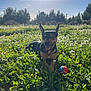 dog, grass, flowers, sunlight, outdoor, nature, ball, happy, playful, pet, animal, field, greenery, sunny, daytime, ears, tongue, smiling, fence, trees