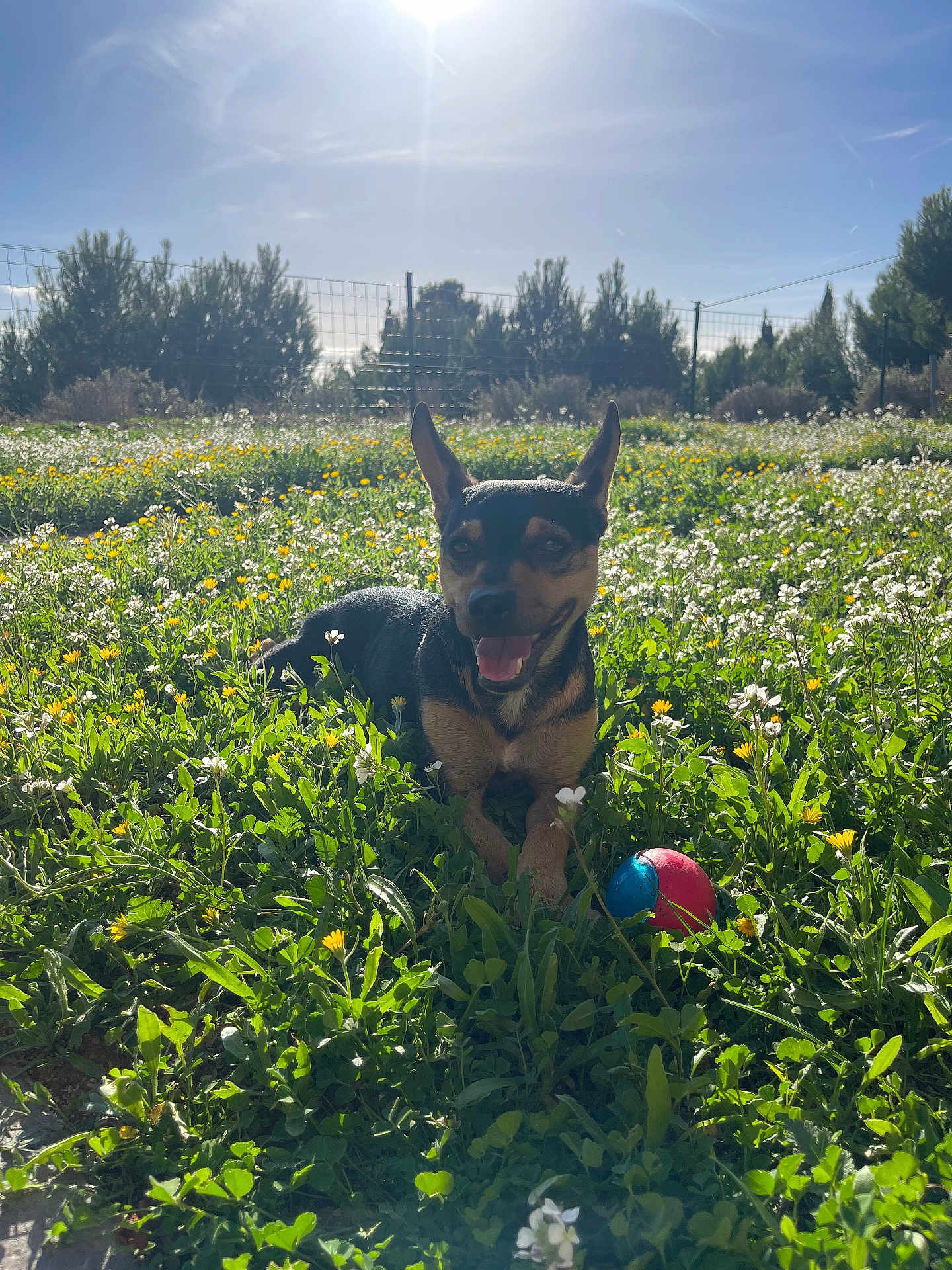 Mojo participe au concours pour gagner de l'argent avec cette photo : dog, grass, flowers, sunlight, outdoor, nature, ball, happy, playful, pet, animal, field, greenery, sunny, daytime, ears, tongue, smiling, fence, trees