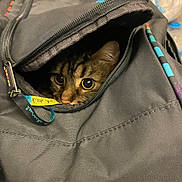 Cannelle participe au concours pour gagner de l'argent avec cette photo : animal, backpack, cat, closeup, colorful, cozy, curious, domestic, eyes, fabric, feline, hideout, indoor, peeking, pet, small, soft, tabby, texture, zipper