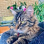 Cannelle participe au concours pour gagner de l'argent avec cette photo : brick_wall, cat, close_up, cozy, cushion, domestic_animal, ear_accessory, feline, flower, home, indoor, pet, plant, potted_plant, relaxed, resting, soft_fur, tabby, whiskers, yellow_eyes
