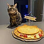 cat, tabby_cat, birthday_cake, cookie, strawberries, dessert, table, indoor, celebration, food, plate, decoration, happy_birthday, light, wall, door, window, kitchen, pet, animal