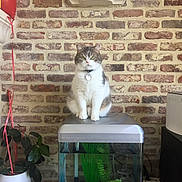 Lady participe au concours pour gagner de l'argent avec cette photo : cat, fish_tank, brick_wall, plant, balloon, indoor, decorations, skull, heart_shaped_rocks, potted_plant, collar, pet, furniture, animal, home, tank_lid, green_plants, gray_cat, white_cat, sitting
