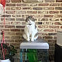 cat, fish_tank, brick_wall, plant, balloon, indoor, decorations, skull, heart_shaped_rocks, potted_plant, collar, pet, furniture, animal, home, tank_lid, green_plants, gray_cat, white_cat, sitting