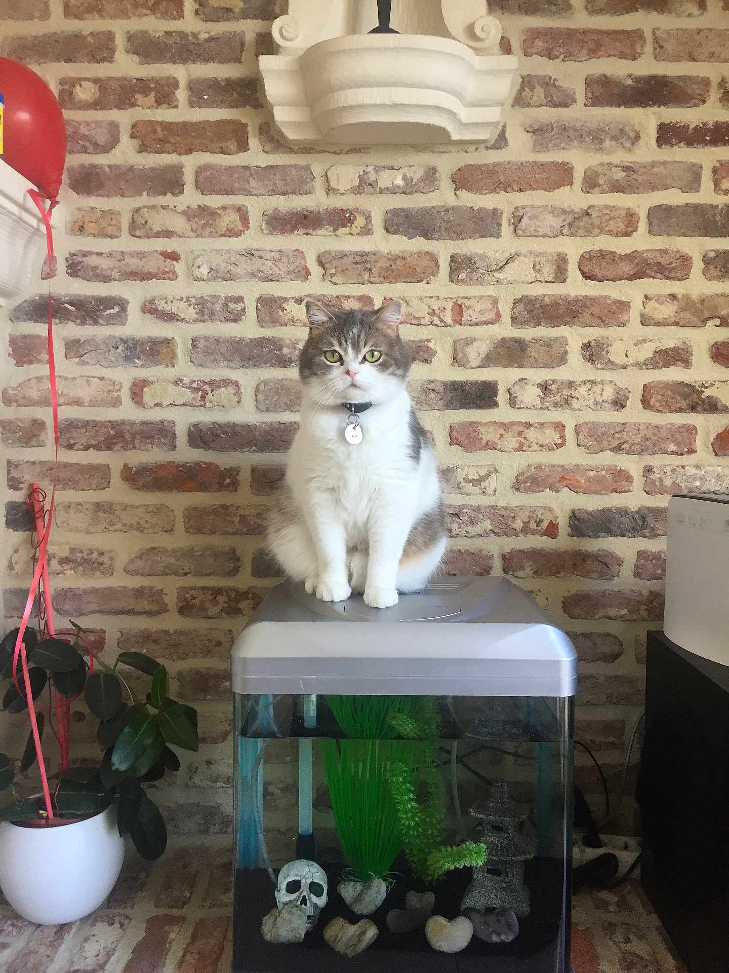 Lady participe au concours pour gagner de l'argent avec cette photo : cat, fish_tank, brick_wall, plant, balloon, indoor, decorations, skull, heart_shaped_rocks, potted_plant, collar, pet, furniture, animal, home, tank_lid, green_plants, gray_cat, white_cat, sitting