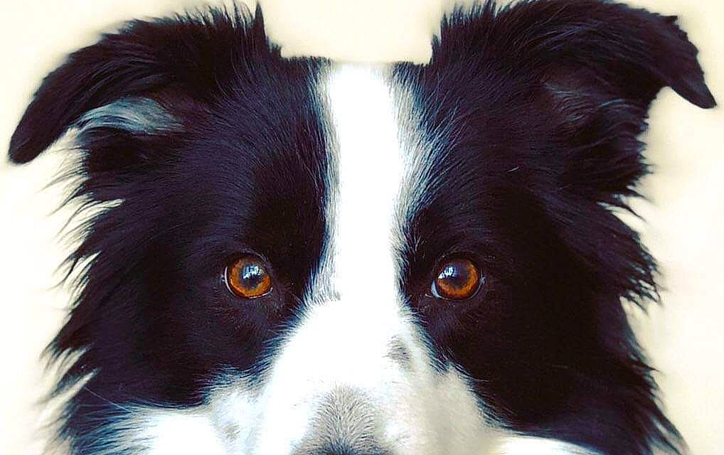 Nixon a rejoint le concours — aidez-le/la à gagner de superbes lots ! australian_collie, border_collie, carnivore, close_up, companion_dog, dog, dog_breed, fur, herding_dog, iris, jaw, snout, sporting_group, terrestrial_animal, whiskers, working_animal, working_dog