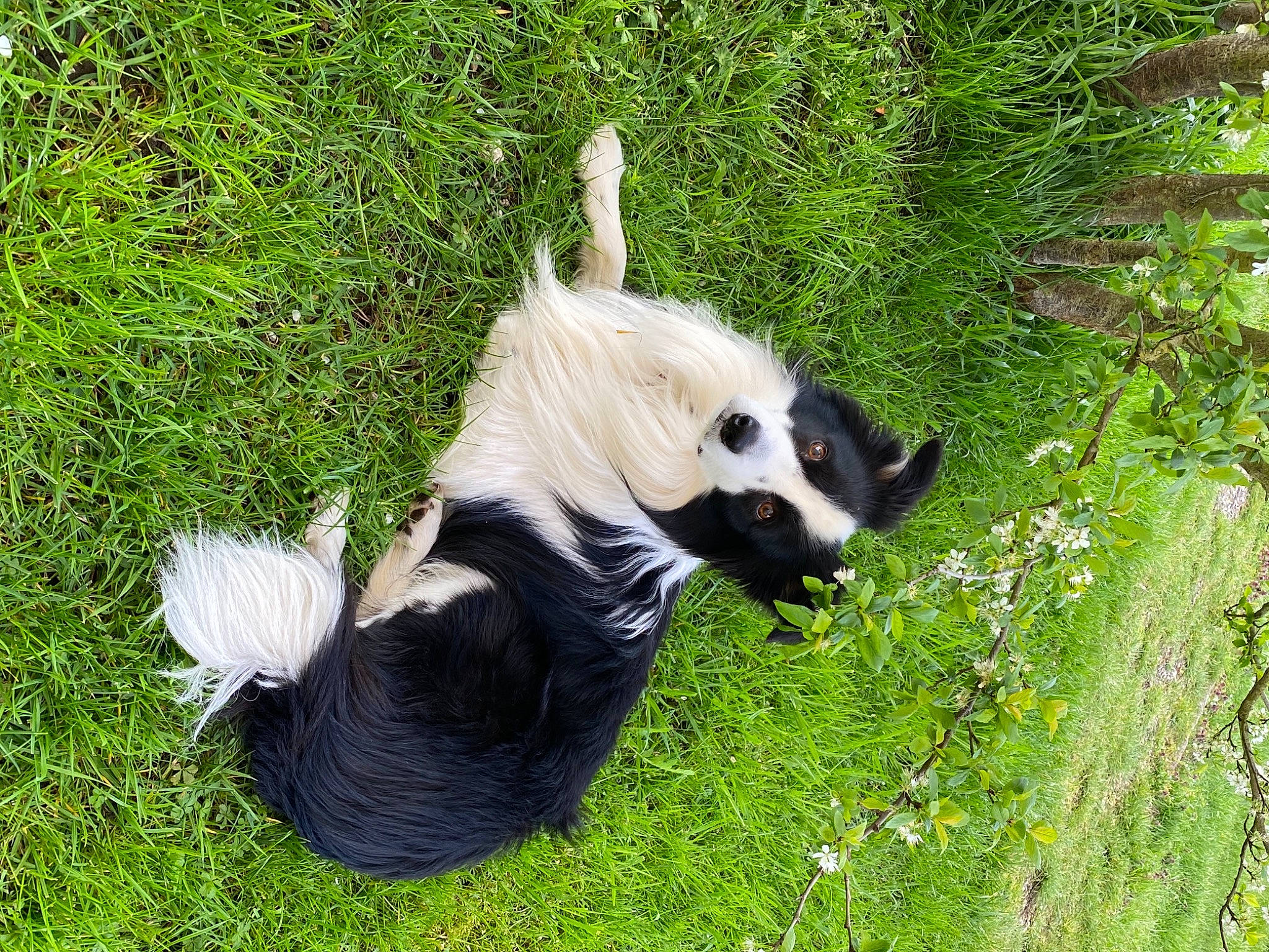 Nixon participe au concours pour gagner de l'argent avec cette photo : canidae, carnivore, companion_dog, dog, dog_breed, dog_supply, fawn, fur, grass, non_sporting_group, plant, recreation, snout, sporting_group, tail, terrestrial_animal, terrestrial_plant, toy_dog, wildlife, working_animal