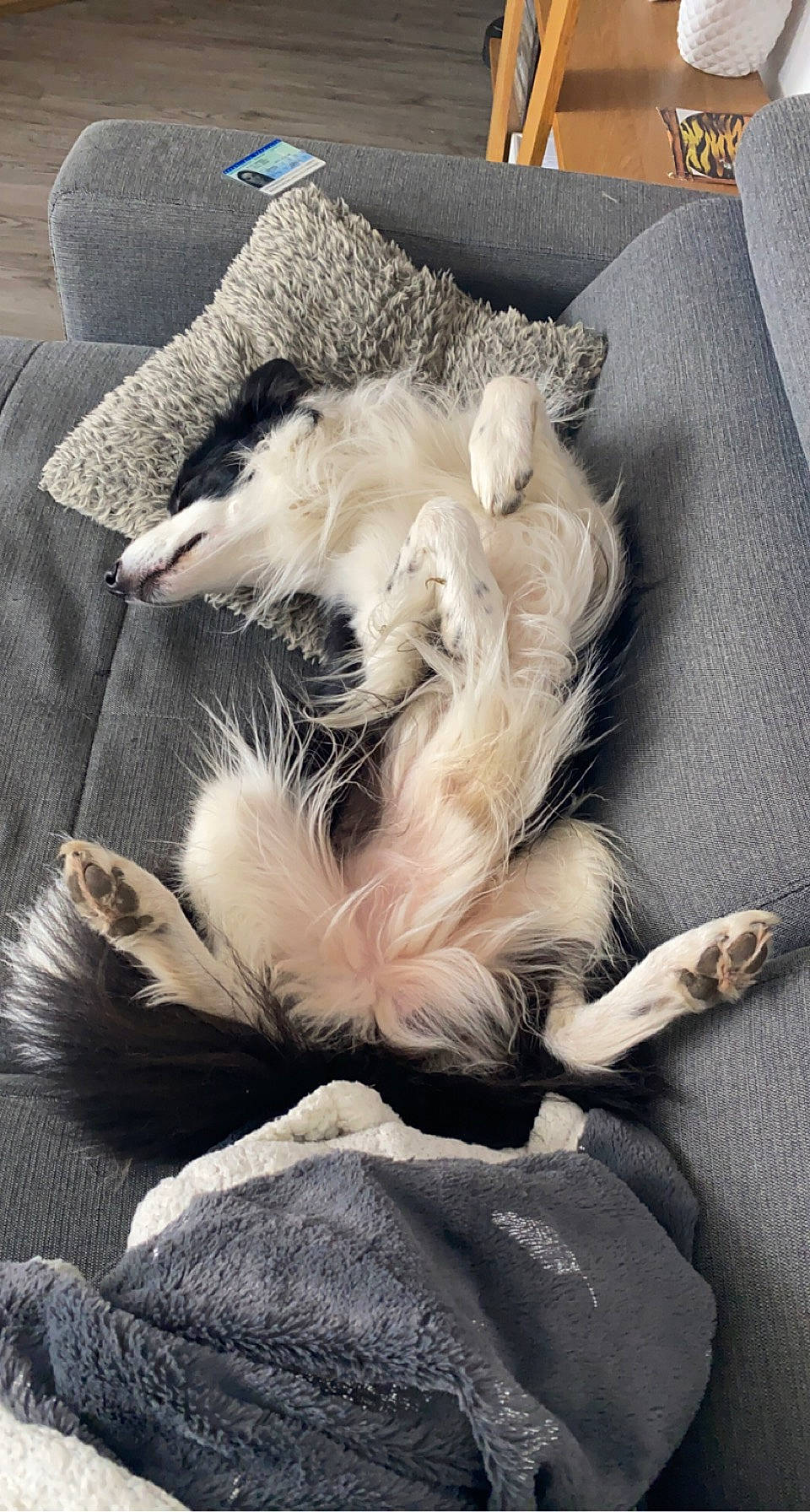 Nixon a rejoint le concours — aidez-le/la à gagner de superbes lots ! bored, canidae, carnivore, claw, comfort, companion_dog, dog, dog_breed, fawn, felidae, fur, nap, paw, small_to_medium_sized_cats, sporting_group, tail, whiskers