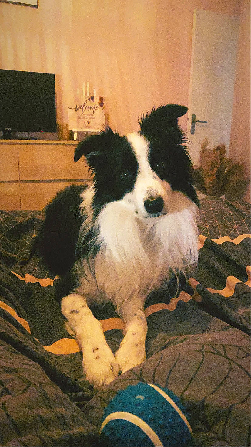 Nixon a rejoint le concours — aidez-le/la à gagner de superbes lots ! border_collie, canidae, carnivore, chair, companion_dog, dog, dog_breed, dog_supply, fur, herding_dog, home_appliance, papillon, plant, puppy, snout, sporting_group, toy_dog, whiskers, working_animal, working_dog