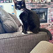 Nibbles is registered to the contest to win money with this photo: cat, tuxedo_cat, couch, living_room, fireplace, brick, photoframes, plant, furniture, indoor, pet, whiskers, tail, window_light, cozy, home, animal, sitting, curious, domestic