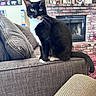 cat, tuxedo_cat, couch, living_room, fireplace, brick, photoframes, plant, furniture, indoor, pet, whiskers, tail, window_light, cozy, home, animal, sitting, curious, domestic