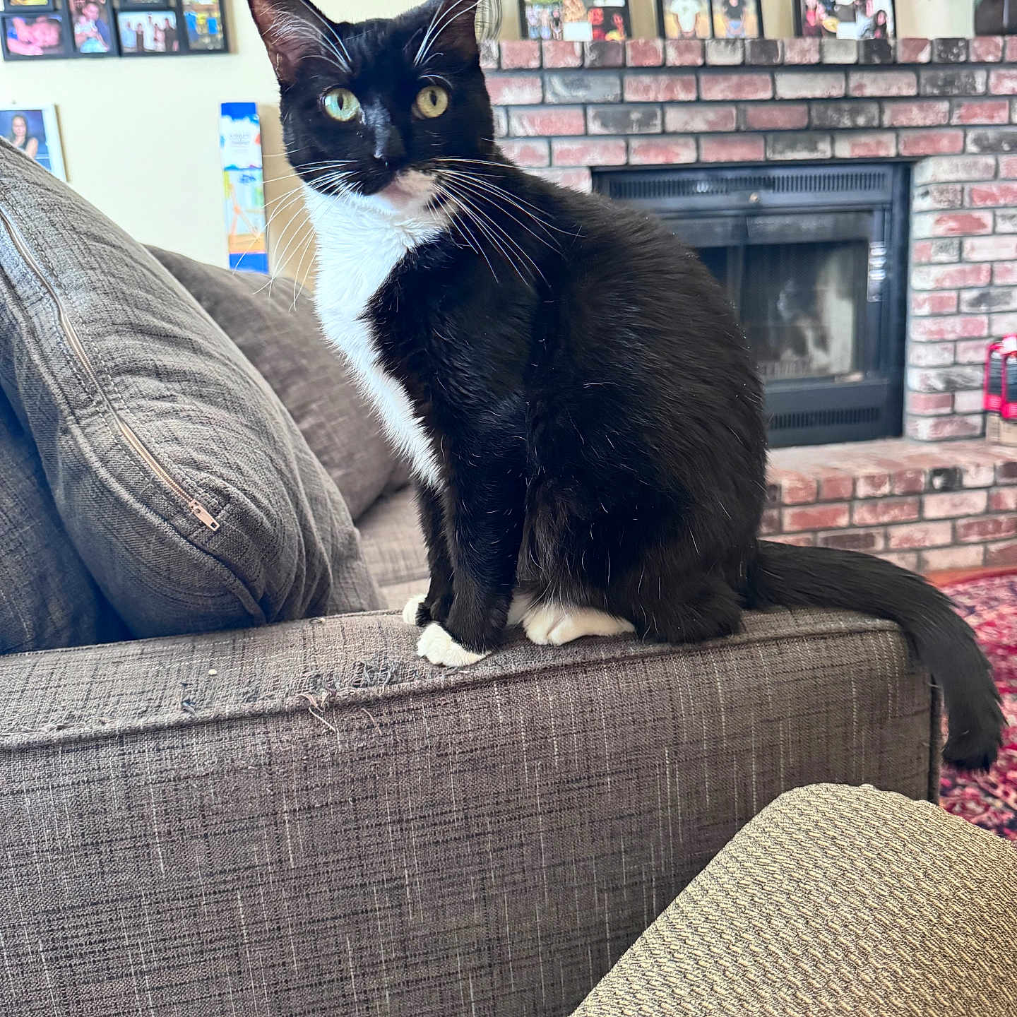 Nibbles is registered to the contest to win money with this photo: cat, tuxedo_cat, couch, living_room, fireplace, brick, photoframes, plant, furniture, indoor, pet, whiskers, tail, window_light, cozy, home, animal, sitting, curious, domestic