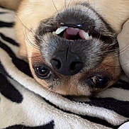Poppy participe au concours pour gagner de l'argent avec cette photo : dog, upside_down, funny, teeth, open_mouth, grinning, nose, eyes, fur, short_hair, pet, indoors, blanket, zebra_pattern, close_up, portrait, playful, relaxed, animal, photography