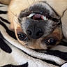 dog, upside_down, funny, teeth, open_mouth, grinning, nose, eyes, fur, short_hair, pet, indoors, blanket, zebra_pattern, close_up, portrait, playful, relaxed, animal, photography