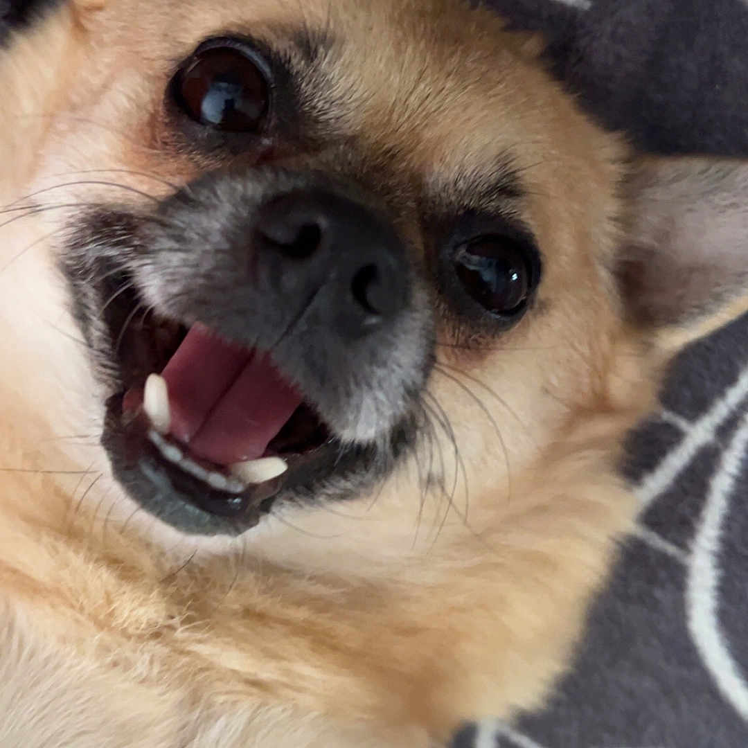 Poppy a rejoint le concours — aidez-le/la à gagner de superbes lots ! dog, puppy, small_dog, fluffy, tan_fur, open_mouth, tongue, teeth, happy, smiling, portrait, close_up, pet, animal, pointed_ears, dark_eyes, whiskers, blanket, indoor, funny