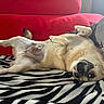 dog, puppy, small_dog, lying_down, upside_down, belly_up, paws, tail, face, eyes, indoors, couch, sofa, blanket, zebra_pattern, red, white, brown, relaxed, playful