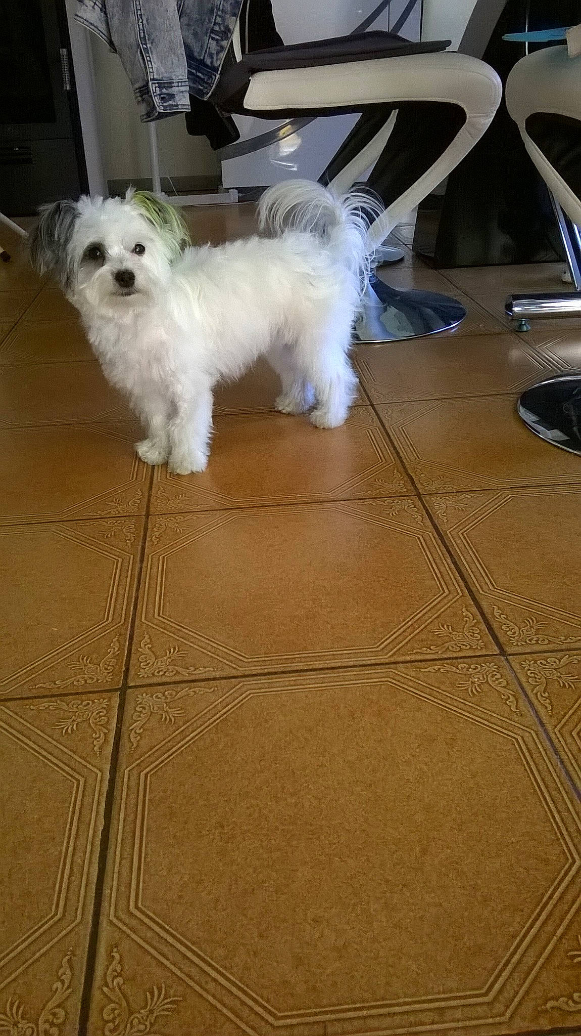 Aya participe au concours pour gagner de l'argent avec cette photo : bichon, canidae, carnivore, companion_dog, dog, dog_breed, floor, flooring, hardwood, laminate_flooring, maltepoo, non_sporting_group, small_terrier, sporting_group, terrier, toy_dog, wood, wood_flooring, working_animal, yorkipoo