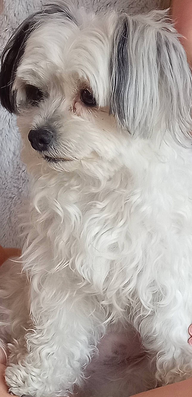 Aya a rejoint le concours — aidez-le/la à gagner de superbes lots ! biewer_terrier, canidae, carnivore, companion_dog, dog, dog_breed, dog_supply, fur, maltepoo, non_sporting_group, puppy, puppy_love, small_terrier, snout, sporting_group, terrier, toy_dog, water_dog, whiskers, working_animal