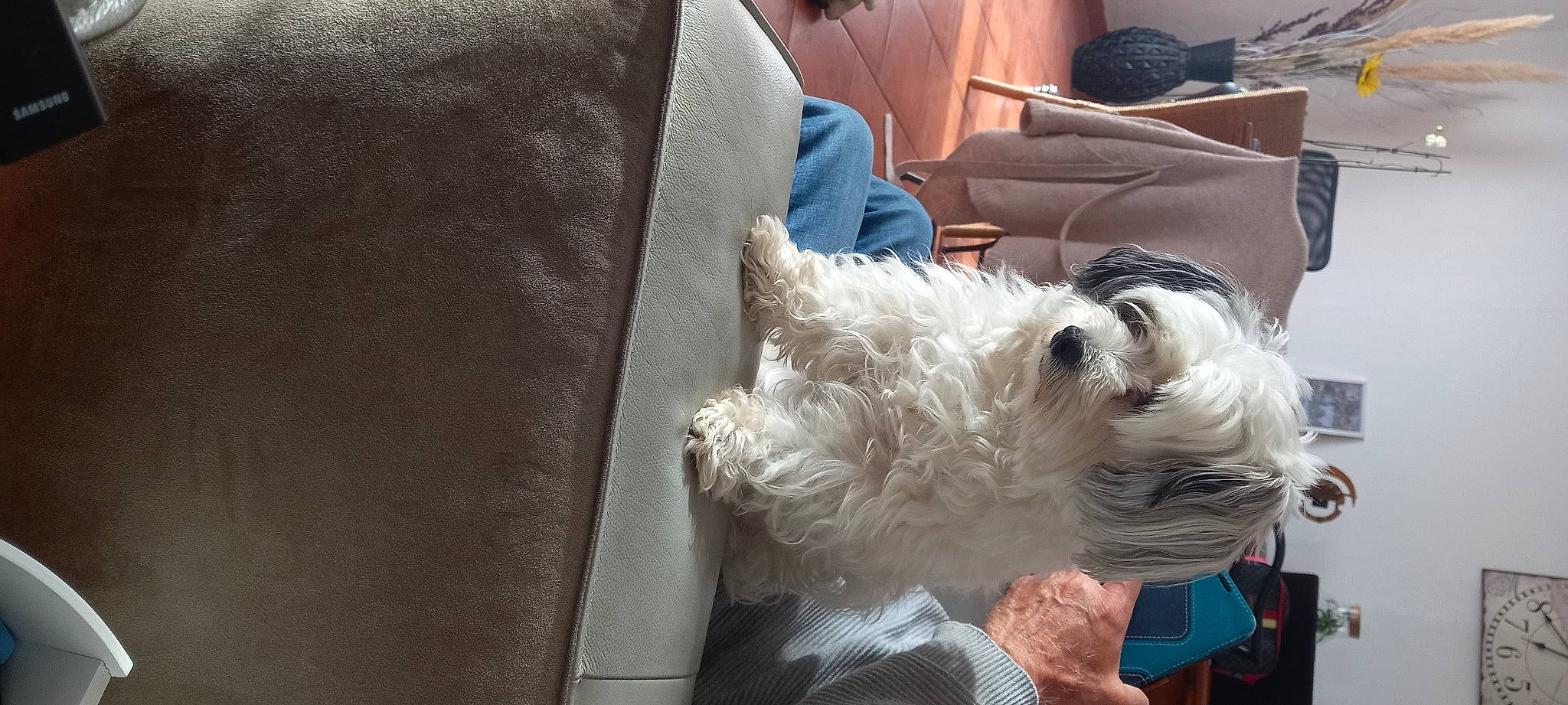 Aya a rejoint le concours — aidez-le/la à gagner de superbes lots ! bichon, canidae, carnivore, comfort, companion_dog, couch, dog, dog_breed, dog_clothes, dog_supply, eyewear, fur, houseplant, maltepoo, schnauzer, small_terrier, snout, sporting_group, terrier, toy_dog