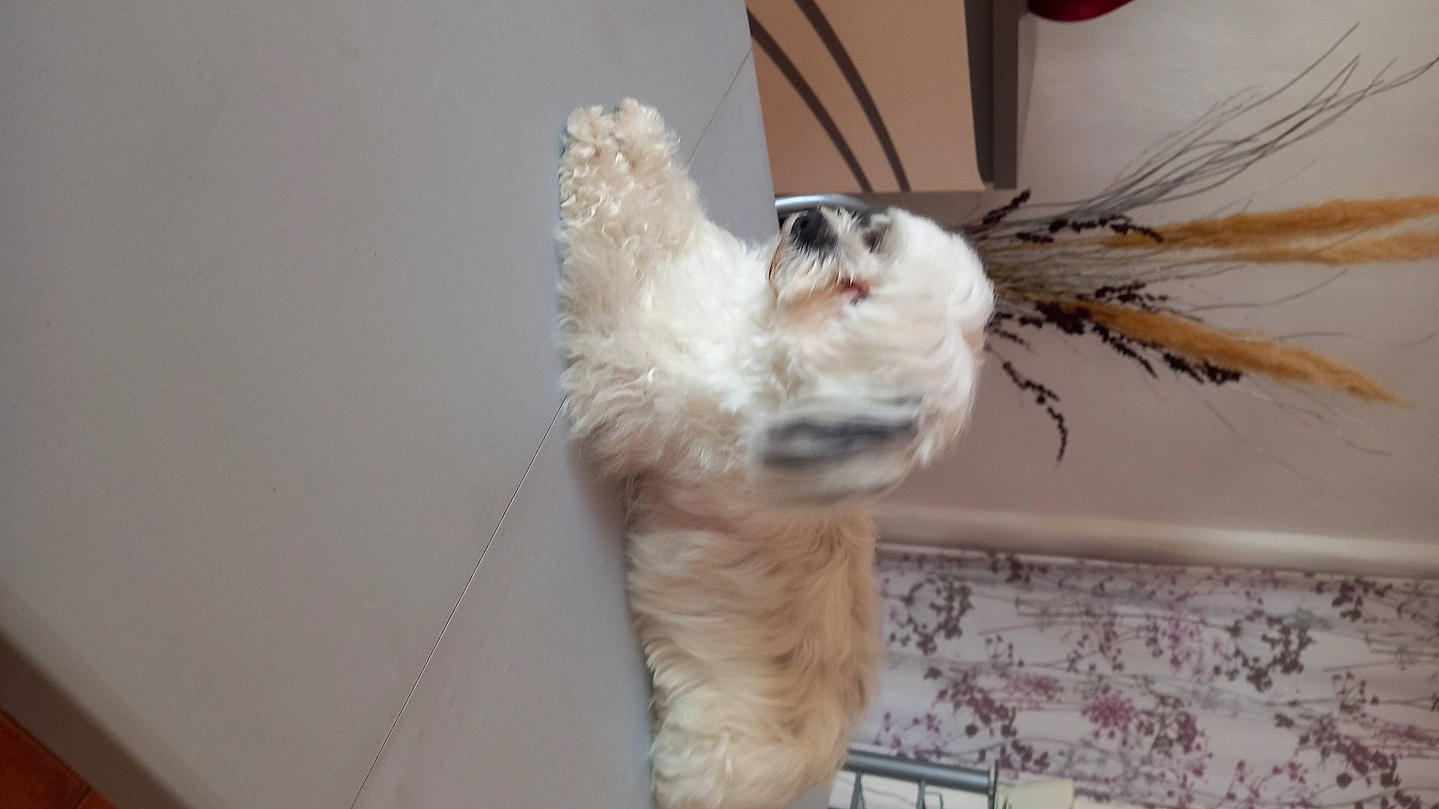 Aya a rejoint le concours — aidez-le/la à gagner de superbes lots ! canidae, carnivore, claw, collar, companion_dog, dog_breed, dog_collar, fang, fawn, felidae, fur, paw, small_to_medium_sized_cats, snout, sporting_group, tail, toy_dog, whiskers, wood, working_animal