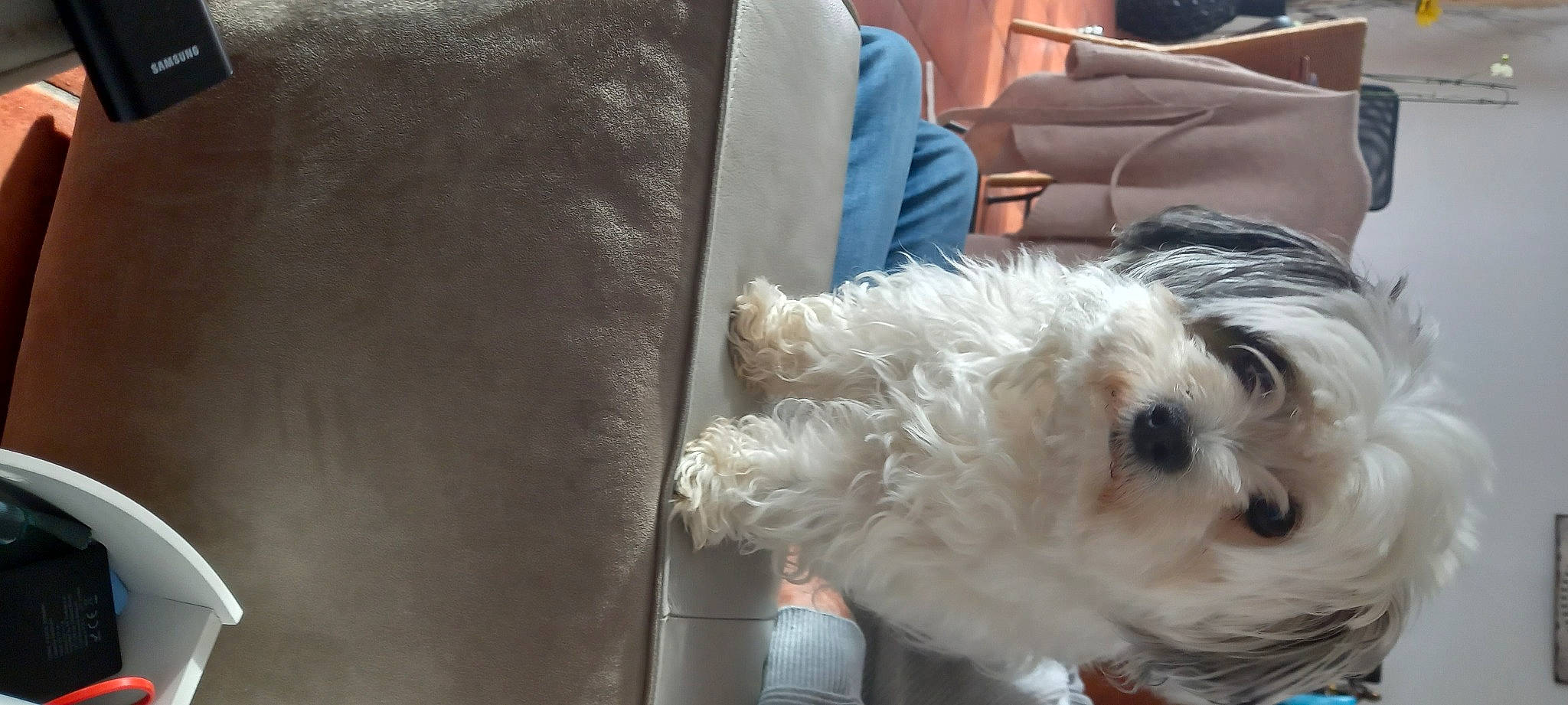 Aya a rejoint le concours — aidez-le/la à gagner de superbes lots ! bichon, carnivore, cockapoo, comfort, companion_dog, couch, dog, dog_breed, dog_collar, fur, labradoodle, poodle_crossbreed, puppy_love, schnauzer, small_terrier, snout, terrier, toy_dog, whiskers, working_animal