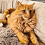 cat, orange_cat, fluffy_fur, pet, indoor, cozy, blanket, couch, plush_toy, sheep_toy, relaxed, furry, animal, mammal, whiskers, domestic_cat, resting, soft_texture, closeup, cute