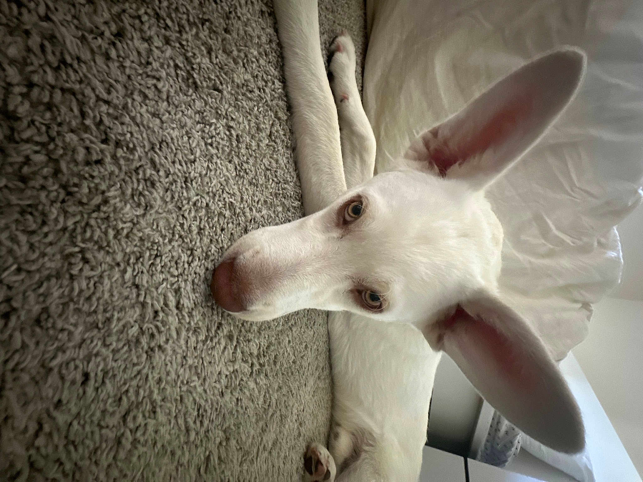 Bruno