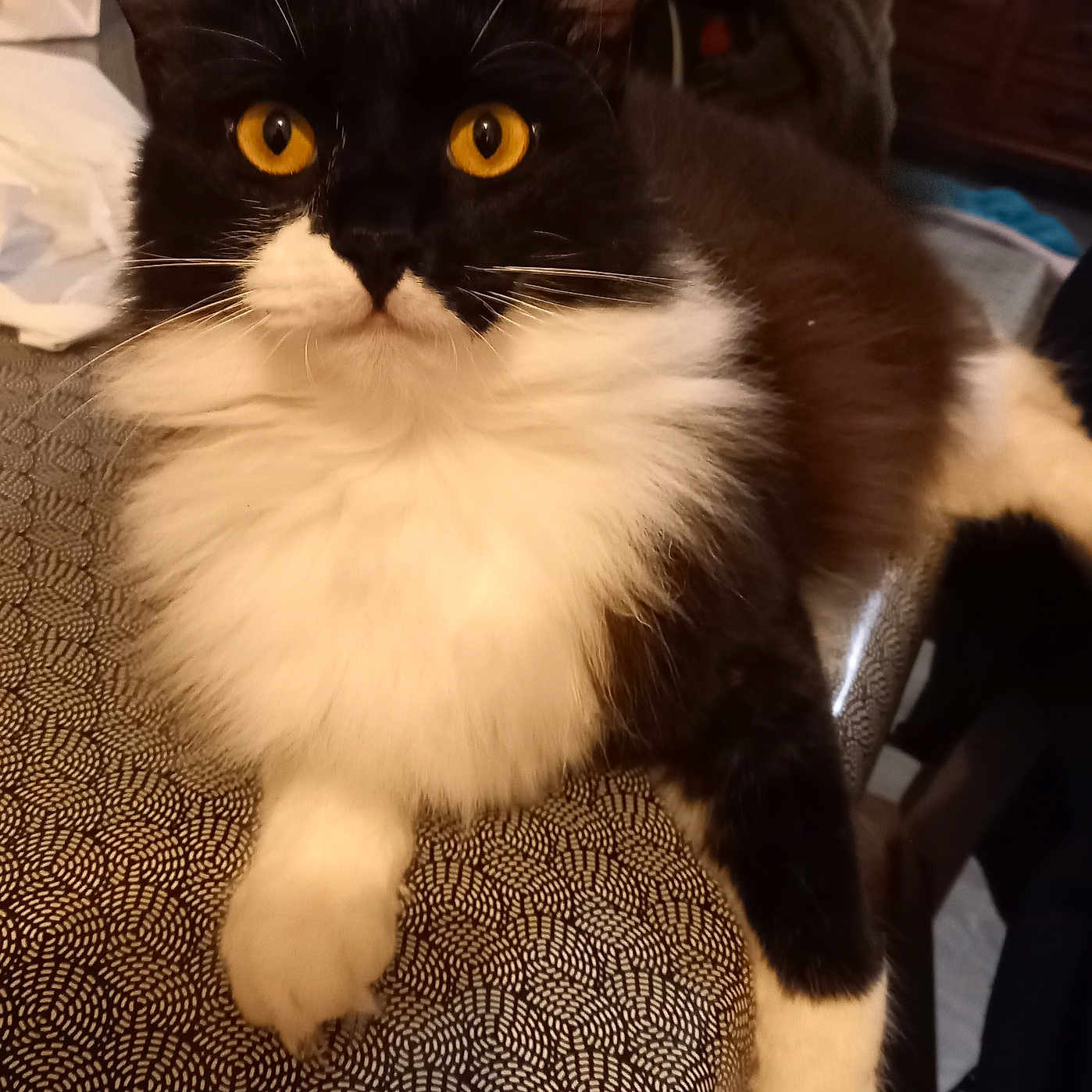 Plume a rejoint le concours — aidez-le/la à gagner de superbes lots ! animal, architecture, armchair, building, cat, chair, computerhardware, couch, electronics, furniture, hardware, homedecor, indoors, kitten, livingroom, manx, monitor, pet, room, screen