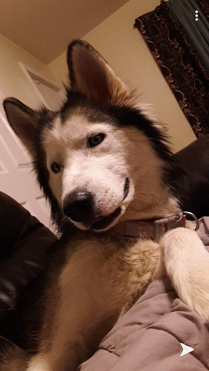 Kita joined the competition — help win amazing prizes! alaskan_malamute, canadian_eskimo_dog, canidae, carnivore, czechoslovakian_wolfdog, dog, dog_breed, mammal, native_american_indian_dog, northern_inuit_dog, nose, rare_breed_dog, sakhalin_husky, seppala_siberian_sleddog, siberian_husky, sled_dog, snout, tamaskan_dog, vertebrate, wolfdog