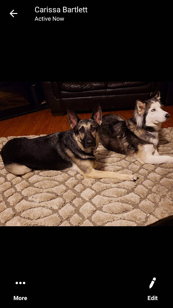 Kita joined the competition — help win amazing prizes! canidae, canis, carnivore, dog, dog_breed, german_shepherd_dog, mammal, pembroke_welsh_corgi, swedish_vallhund, vertebrate, welsh_corgi, wolfdog