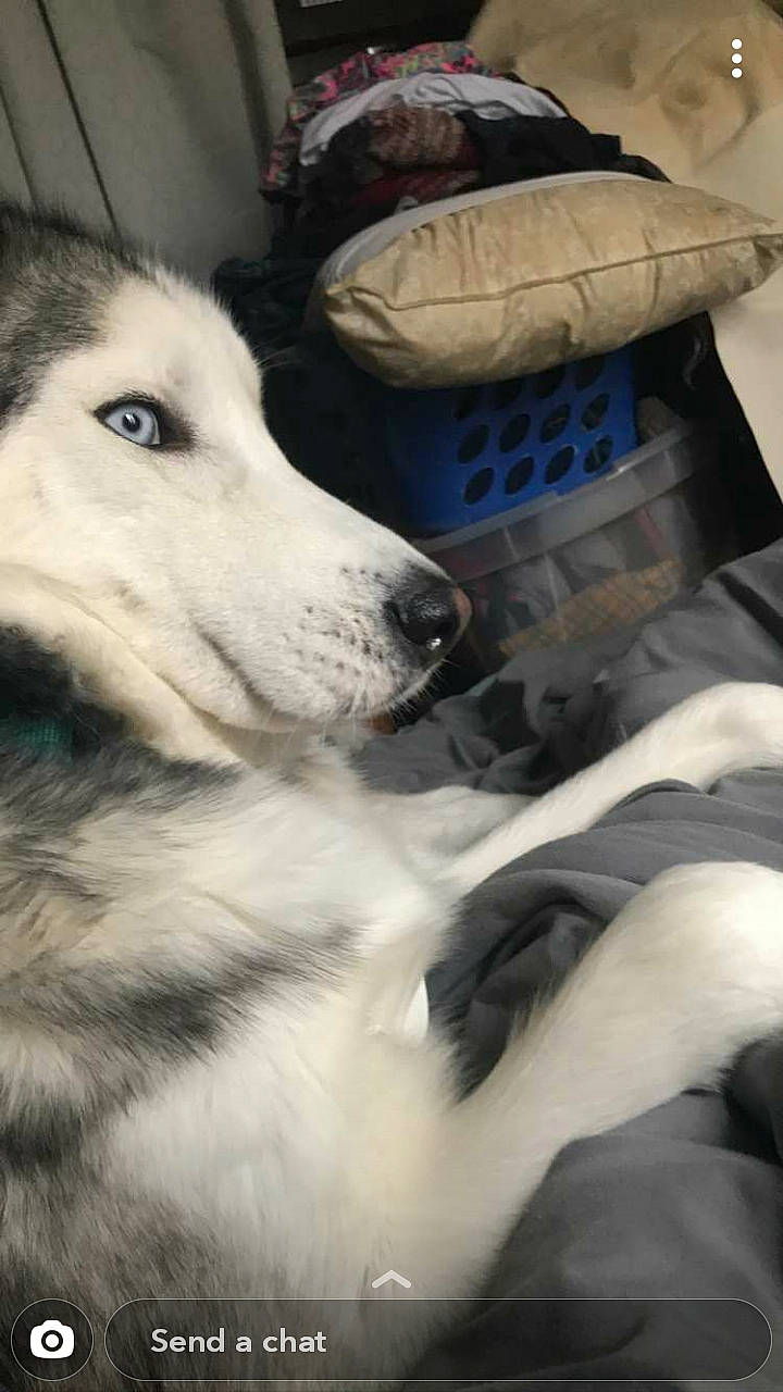 Kita joined the competition — help win amazing prizes! alaskan_malamute, canidae, carnivore, companion_dog, dog, dog_breed, greenland_dog, labrador_husky, mammal, native_american_indian_dog, northern_inuit_dog, rare_breed_dog, sakhalin_husky, seppala_siberian_sleddog, siberian_husky, sled_dog, snout, vertebrate, wolfdog, working_dog