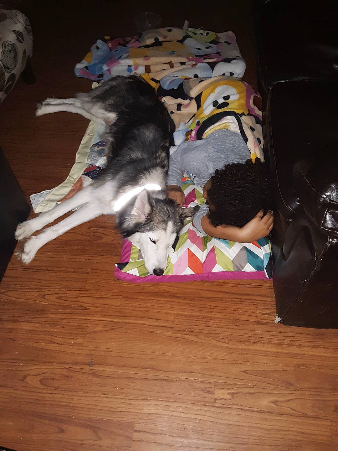 Kita joined the competition — help win amazing prizes! canidae, carnivore, dog, fawn, non_sporting_group