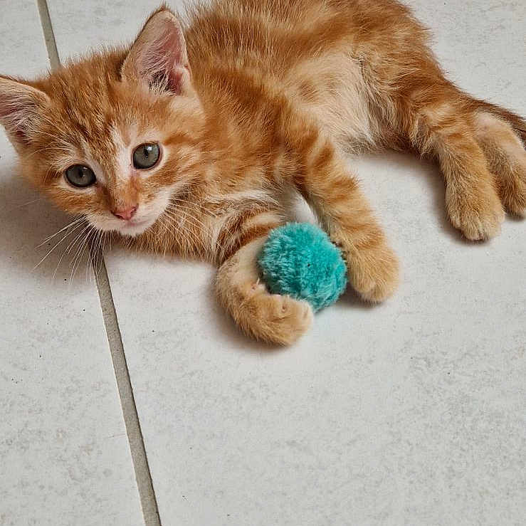 Garfield a rejoint le concours — aidez-le/la à gagner de superbes lots ! abyssinian, animal, ball, canine, cat, dog, hardwood, kitten, manx, person, pet, plush, puppy, sleeping, sport, tennis, tennisball, tile, toy, wood