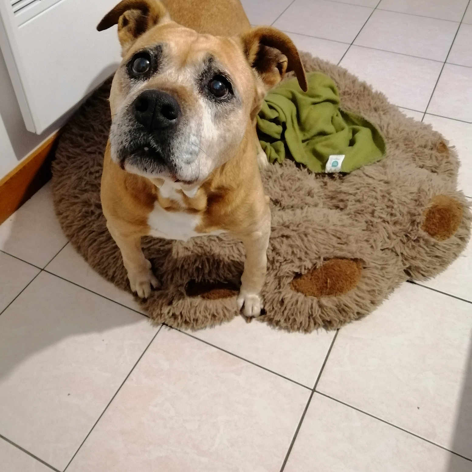 Elka participe au concours pour gagner de l'argent avec cette photo : animal, blanket, bostonbull, boxer, bulldog, canine, dog, dogbed, frenchbulldog, homedecor, hound, indoors, interiordesign, pet, pitbull, puppy, rug, snout, terrier, tile