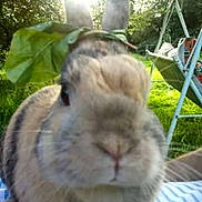 Gribouille participe au concours pour gagner de l'argent avec cette photo :