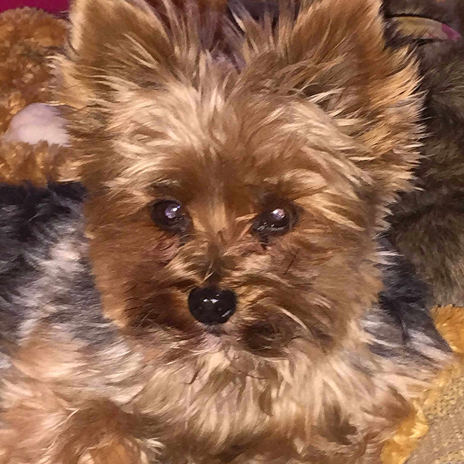 Diesel is registered to the contest to win money with this photo:
