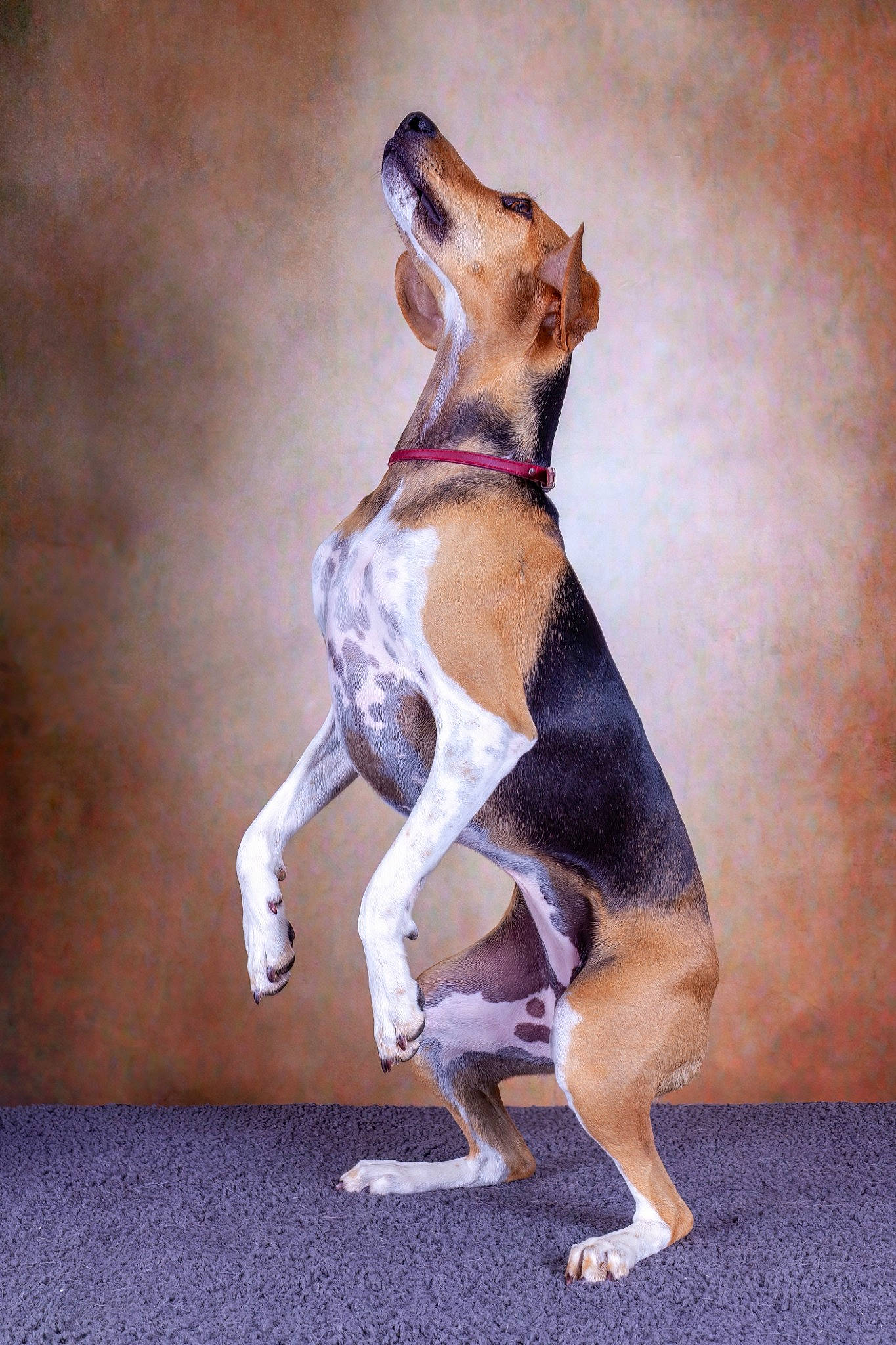 Stella participe au concours pour gagner de l'argent avec cette photo : canidae, carnivore, collar, companion_dog, dog, dog_breed, dog_collar, dog_supply, fawn, hound, hunting_dog, knee, non_sporting_group, pet_supply, snout, sporting_group, tail, terrestrial_animal, working_animal, working_dog